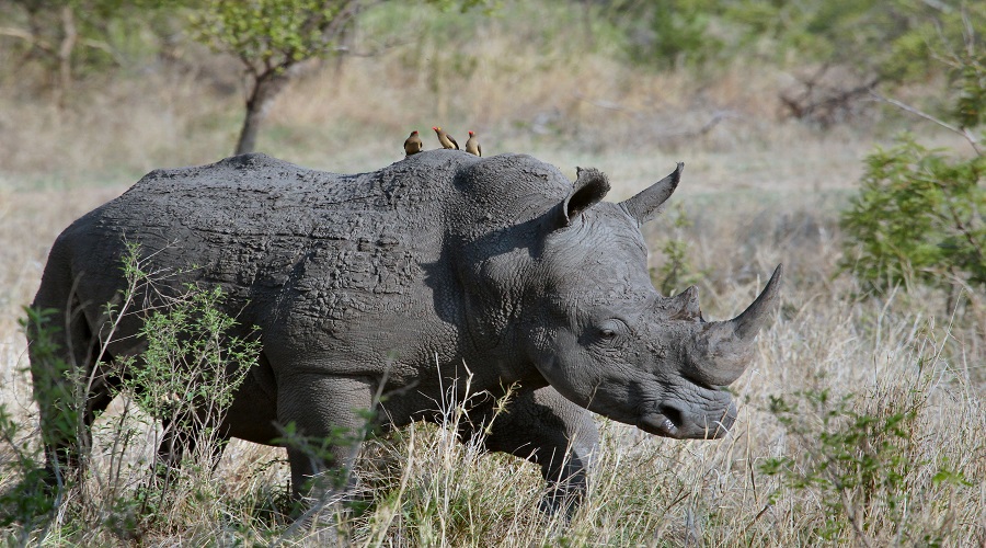 Luxury Safari and Zanzibar: 10-Day Itinerary